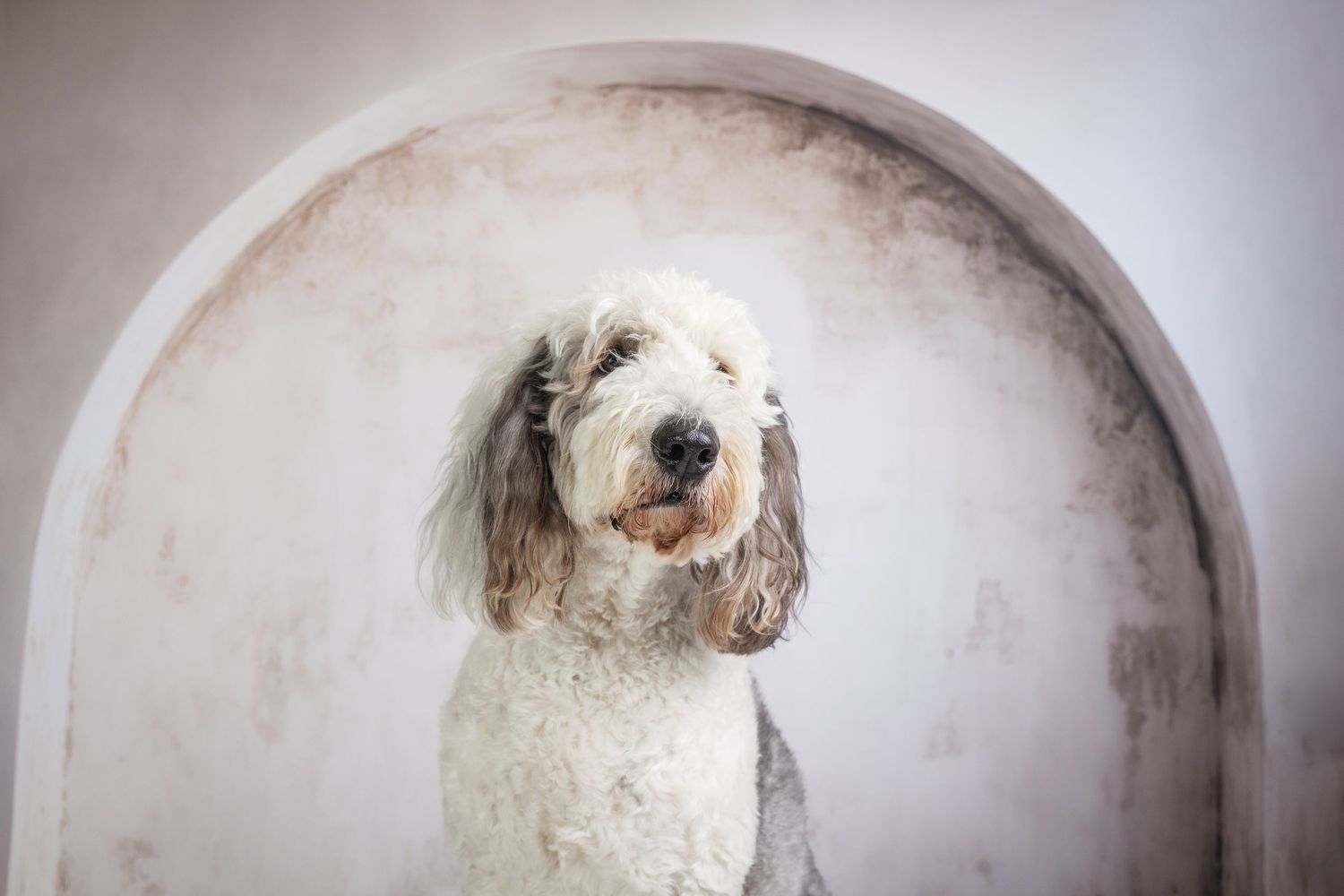 Fluffy white and gray doodle dog sitting in an arched alcove, tongue out, looking at camera.