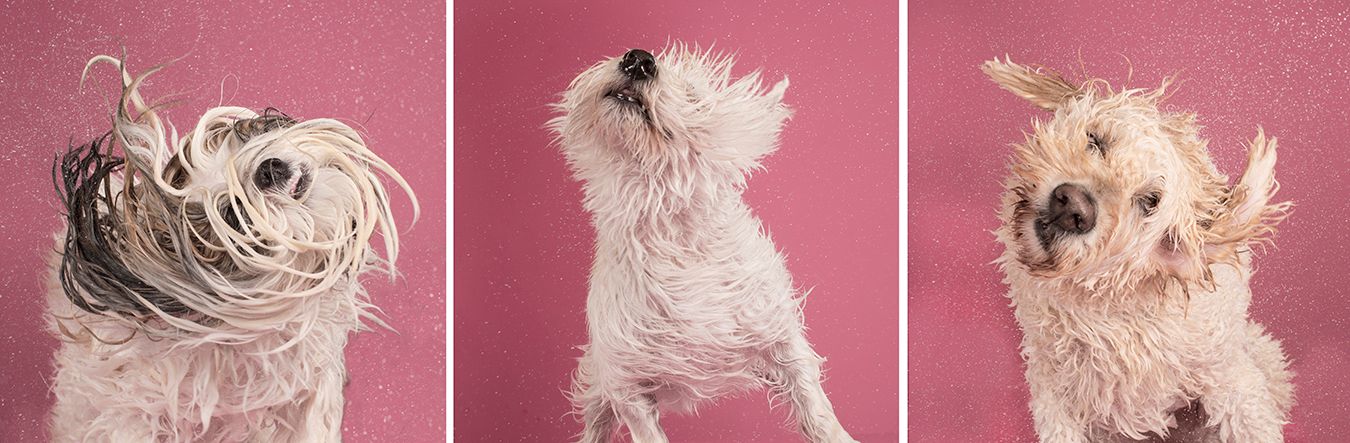 Triptych of wet dog shaking water from fur against pink background.