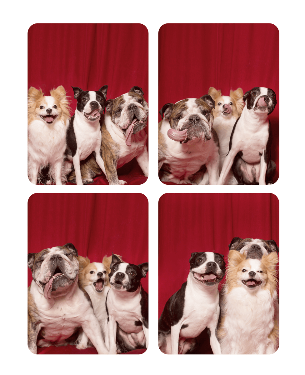 Group of dogs including English Bulldog, Chihuahua and Boston Terrier posing together on red backdrop in photo booth style.