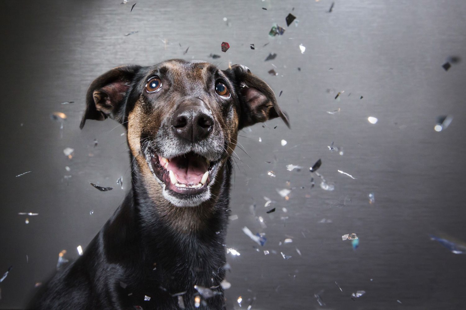 Playful dog shaking its head with confetti flying against dark background.