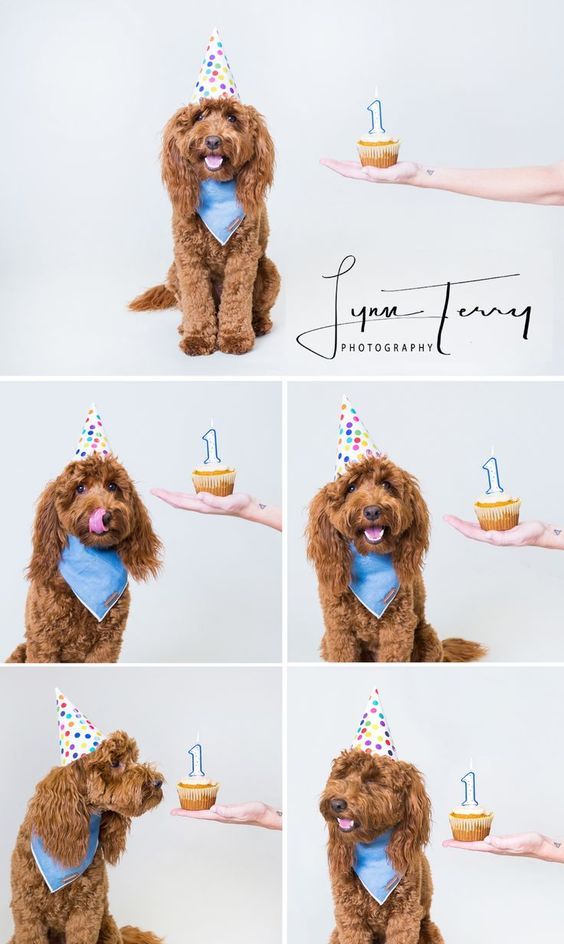 Birthday themed pet photos of a brown goldendoodle wearing a party hat with cake and decorations.