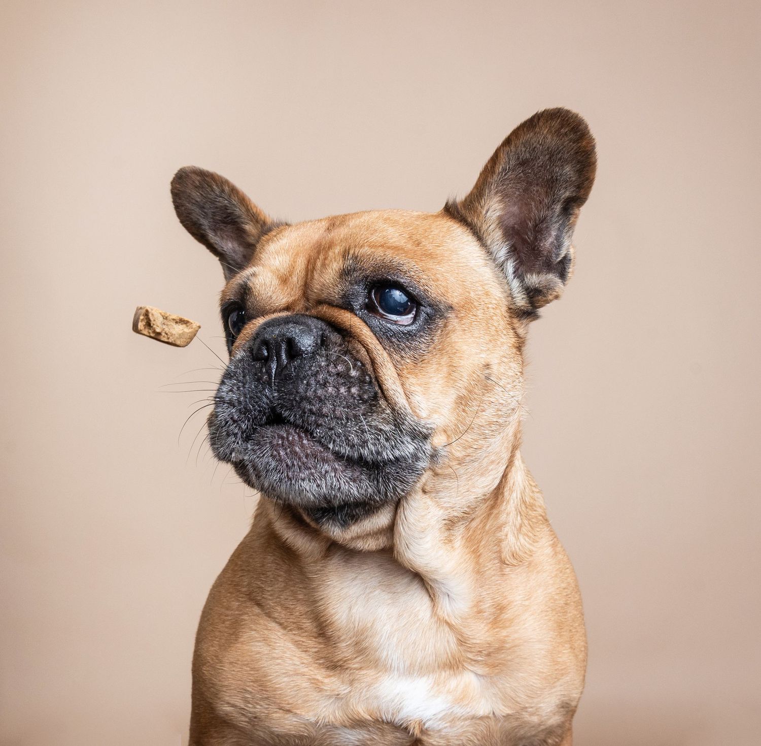 A series of close-up portraits of a French Bulldog with tan fur and blue eyes against a neutral background.