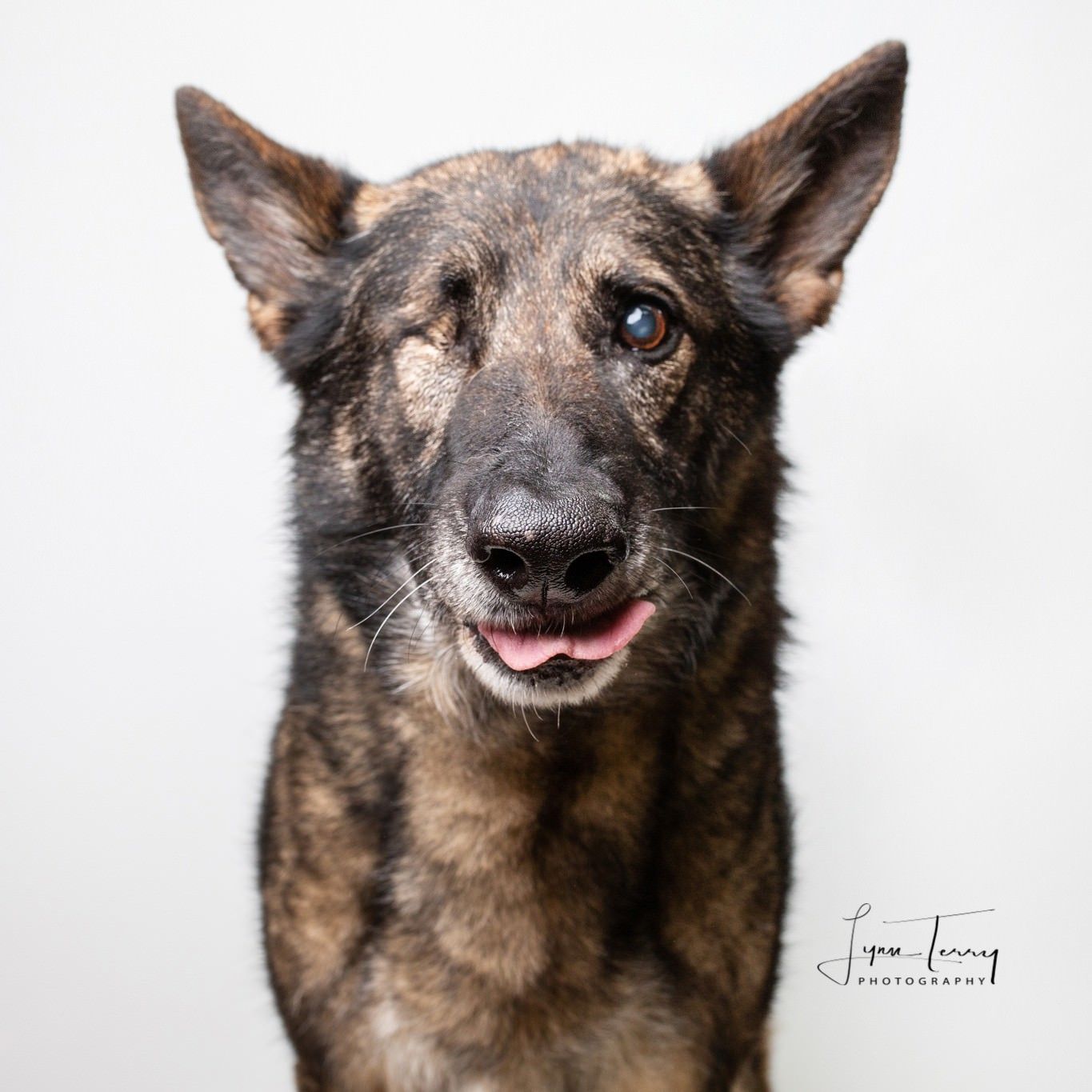 Portrait of a smiling German Shepherd dog with brindle coat against white background.