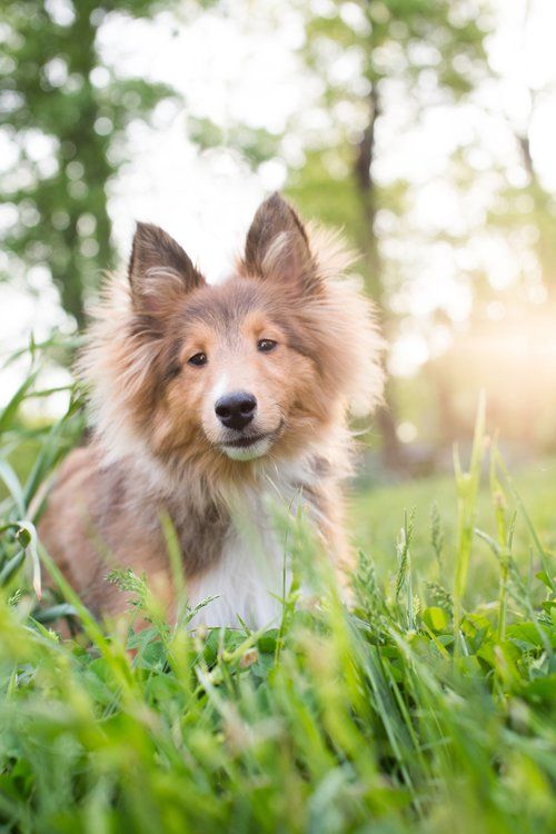 Shetland Sheepdog sitting in tall grass during golden hour with soft bokeh background.