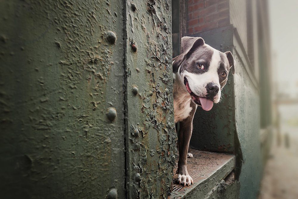 Pitbull dog peeks through doorway with rustic metal background.
