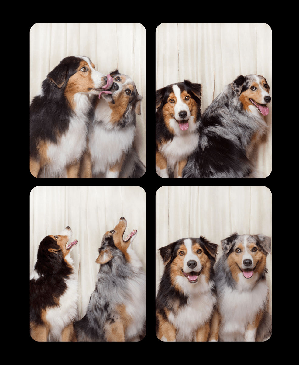 Photo booth style grid showing two Australian Shepherds making various expressive poses together.