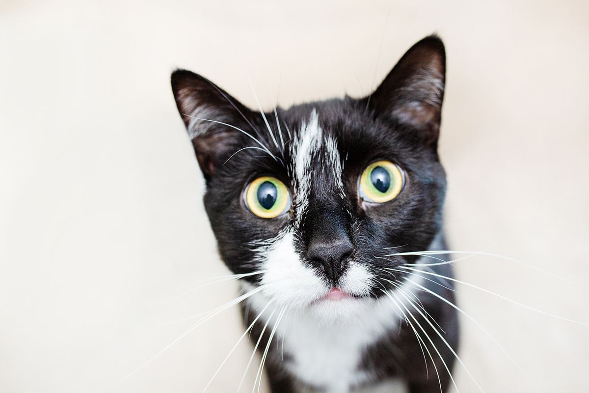 Black and white cat with bright yellow eyes and pink nose in close-up portrait.