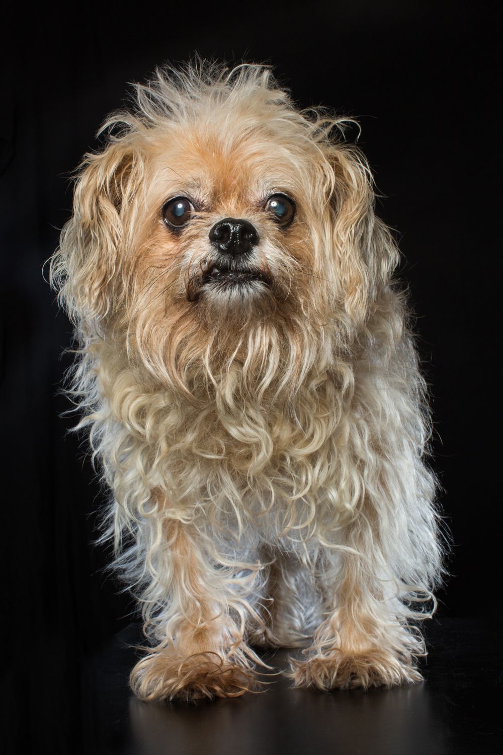 Scruffy tan terrier with long fur stands against dark background in studio portrait.