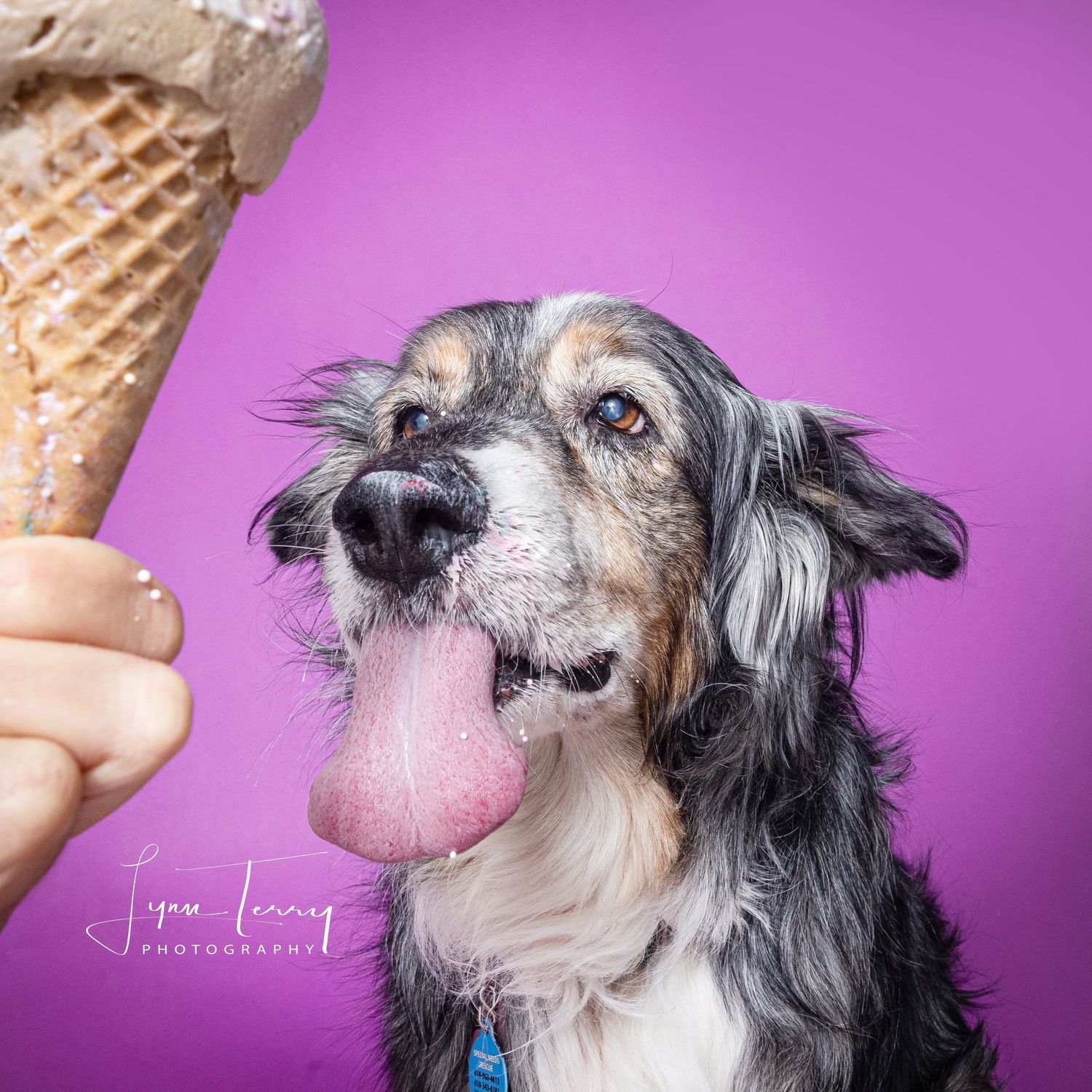 A happy dog with tongue out eagerly eyeing an ice cream cone against a vibrant purple background.