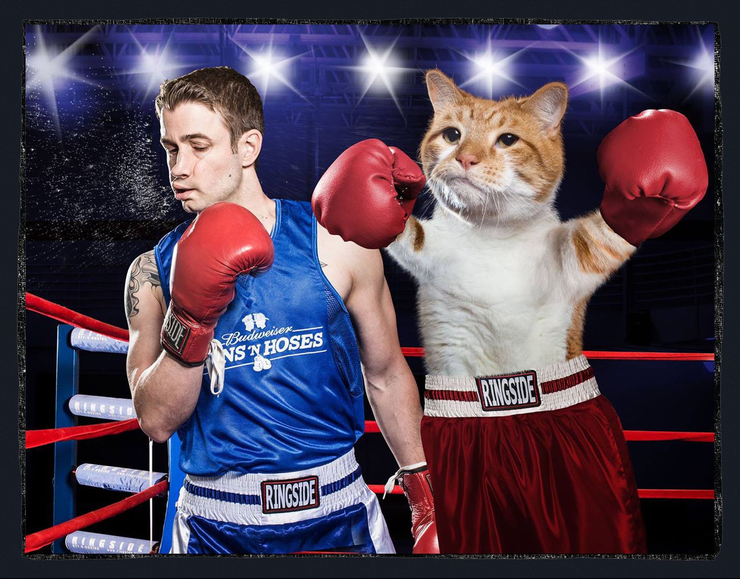 Humorous photo series showing a cat wearing boxing gloves posing in different fighting stances against a dark background.