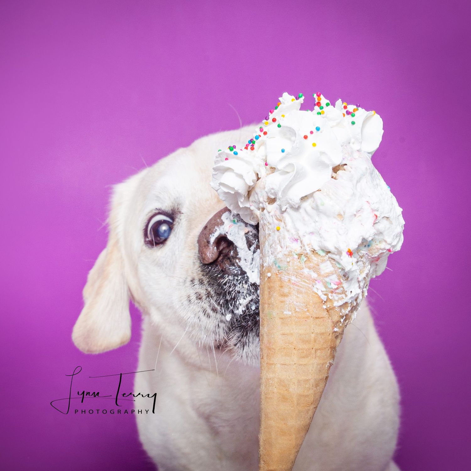 A white dog eagerly licks a large whipped cream ice cream cone with sprinkles against a bright purple background.