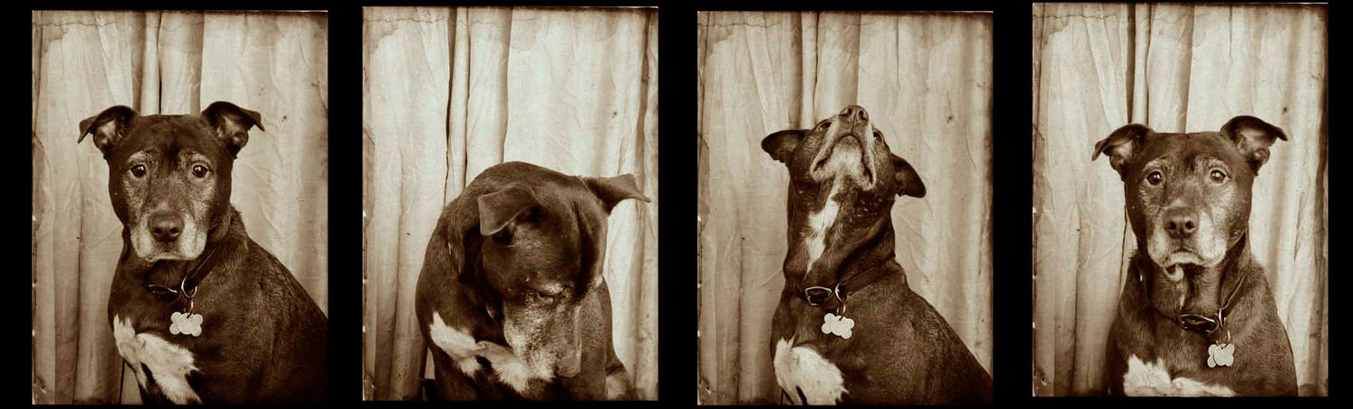 Four photo booth style portraits of a dark colored pit bull type dog.