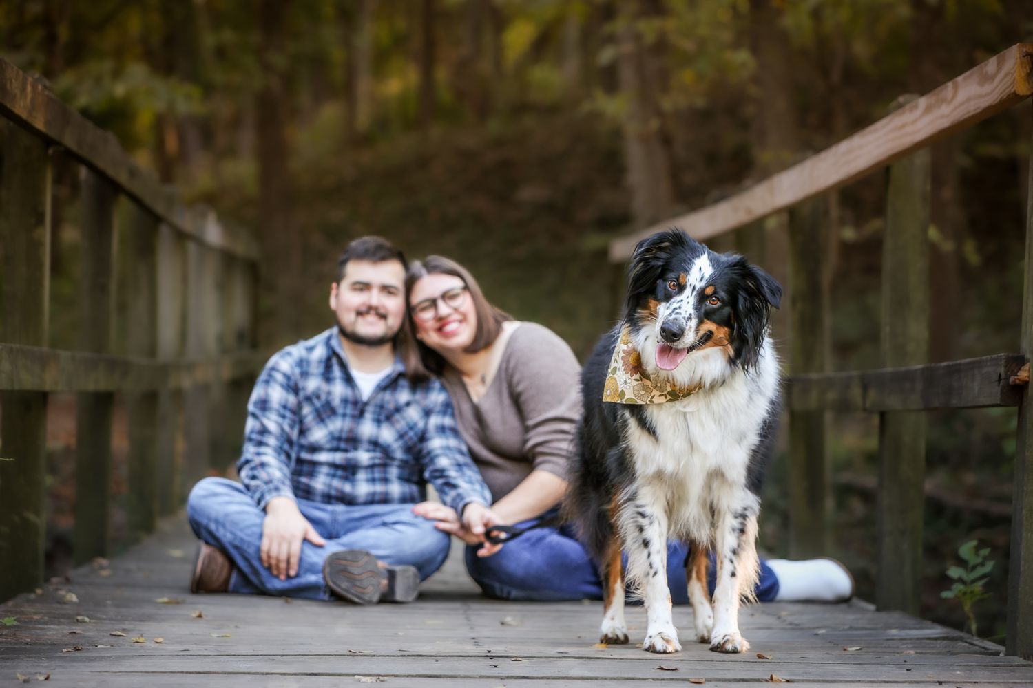 An Australian Shepherd poses with companions on a wooden bridge surrounded by autumn foliage.