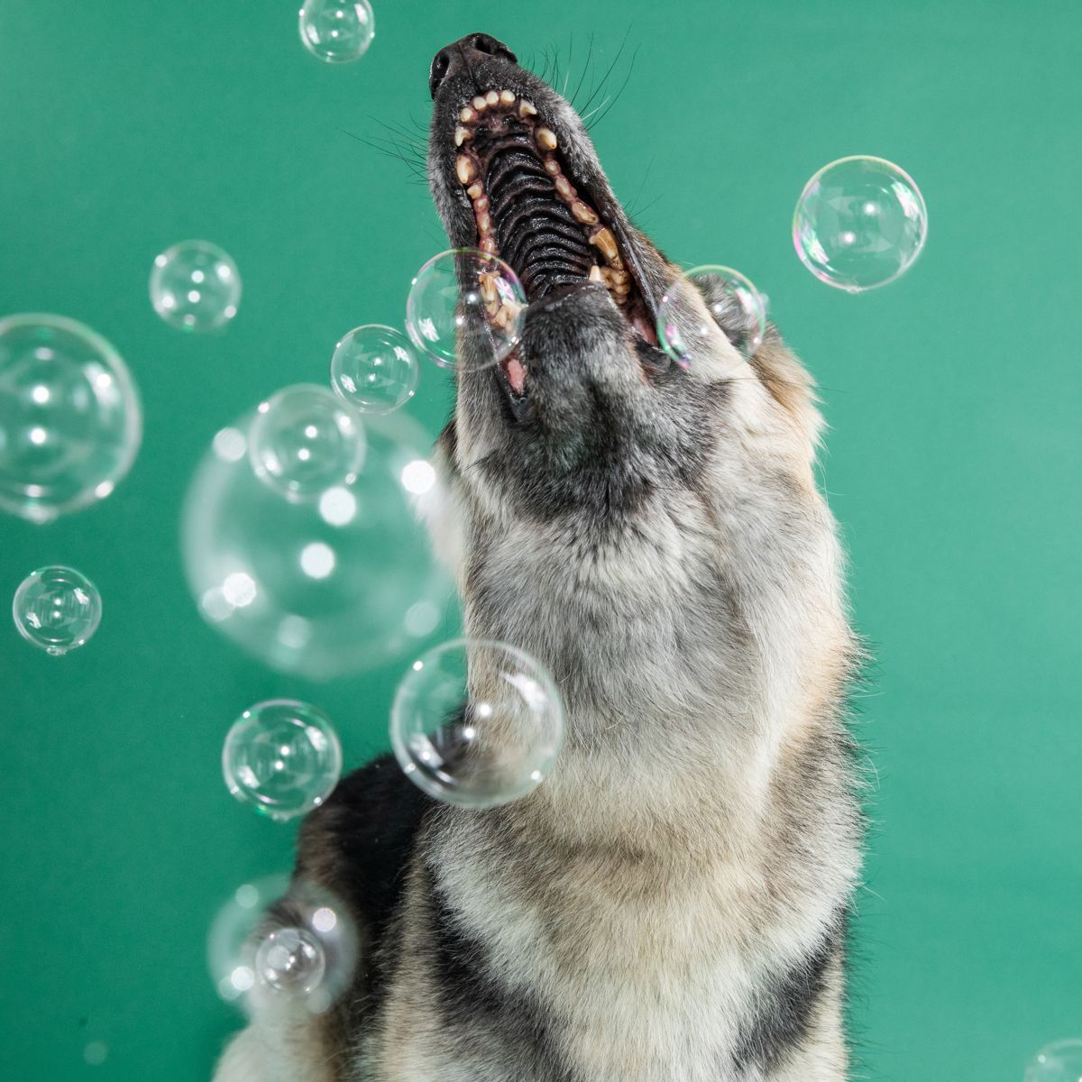 Husky dog catching bubbles against green background in dynamic action shot.