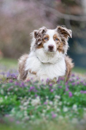 Australian Shepherd with striking blue eyes resting among purple wildflowers.