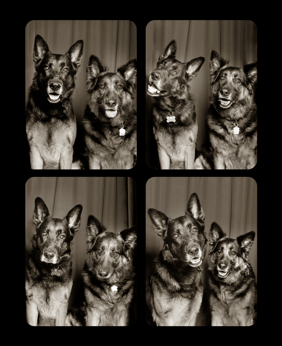 German Shepherds strike various expressions in black and white photo booth style portraits.