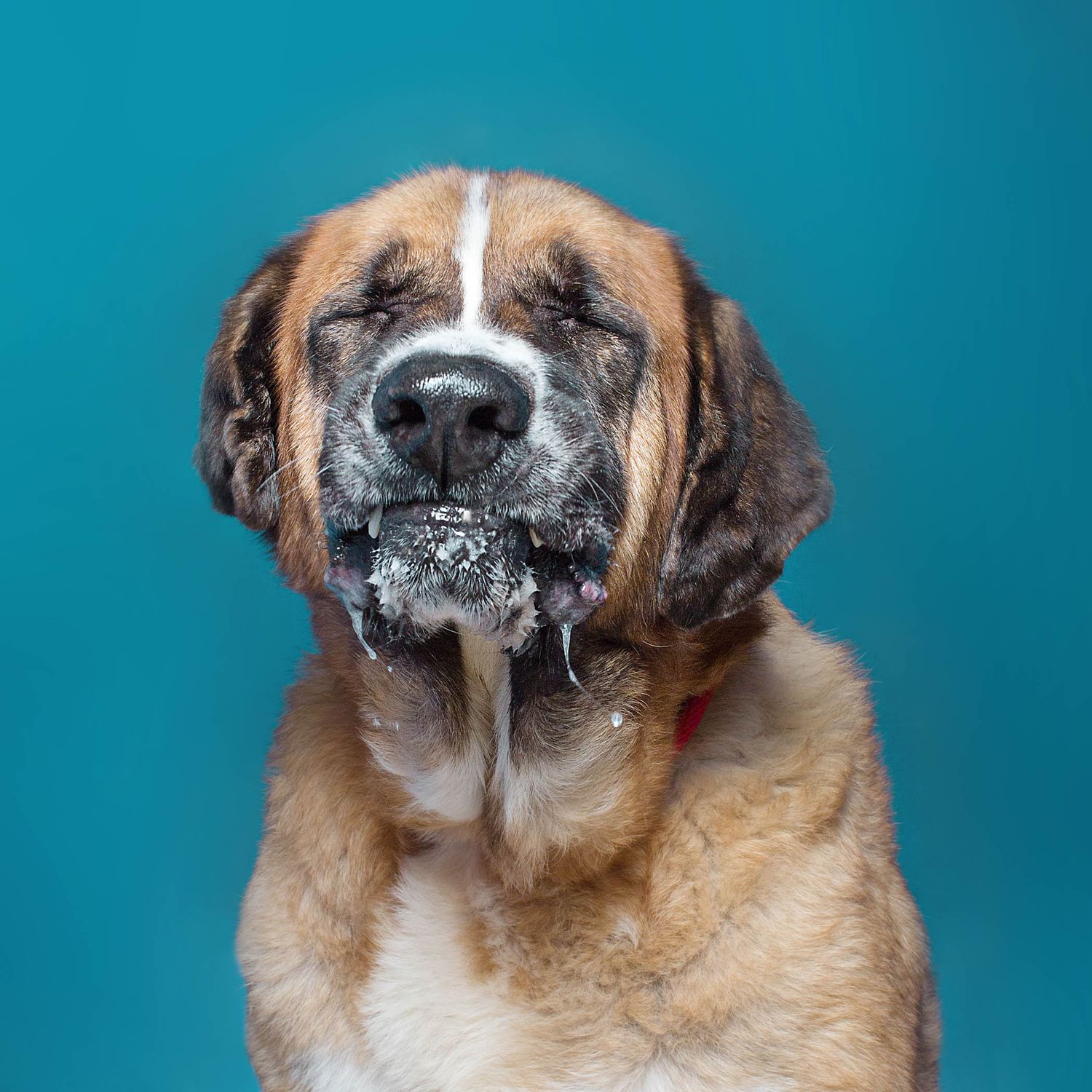 Large Saint Bernard dog with drooling jowls against turquoise background.