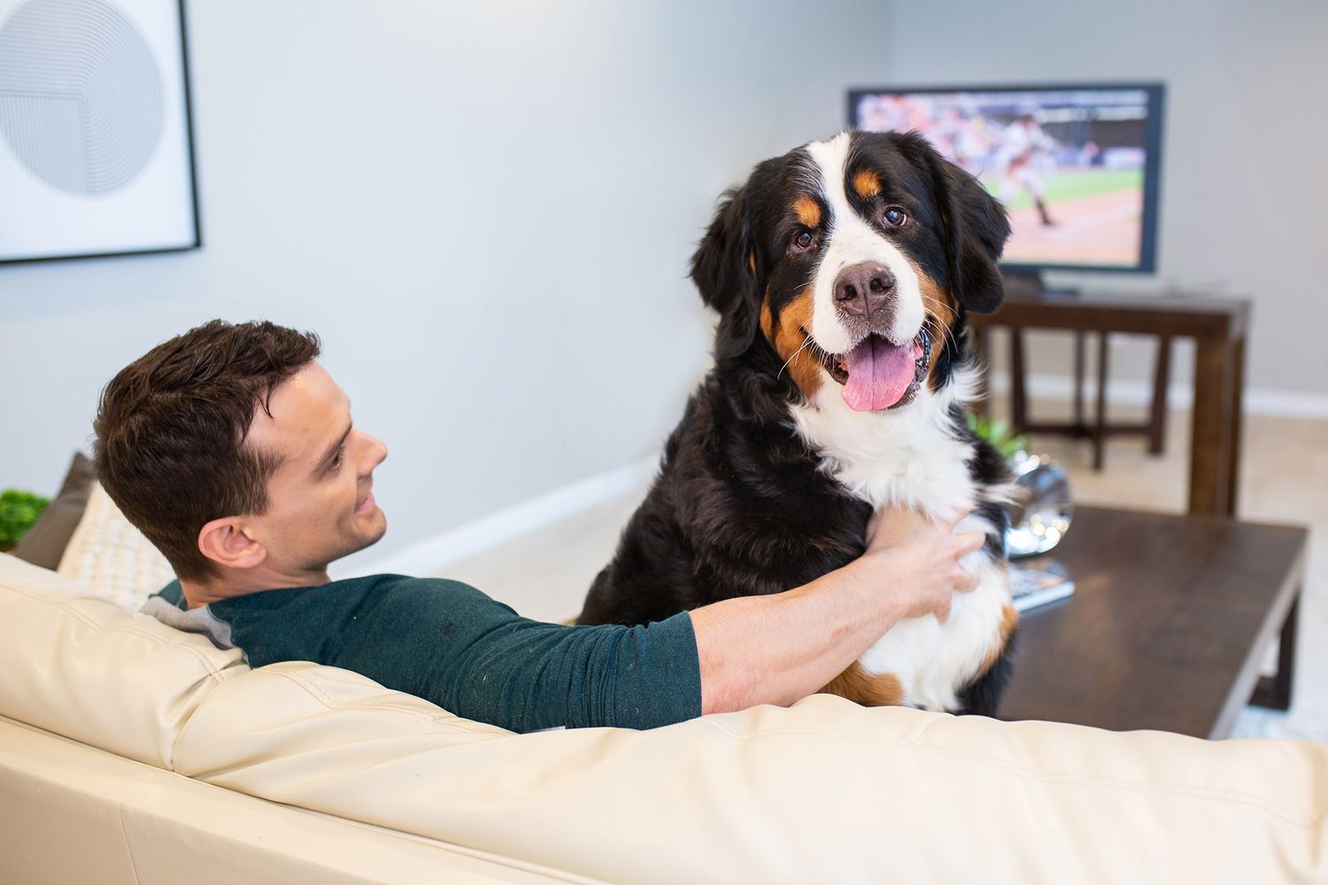 Bernese Mountain Dog lounging on beige sofa in cozy living room.