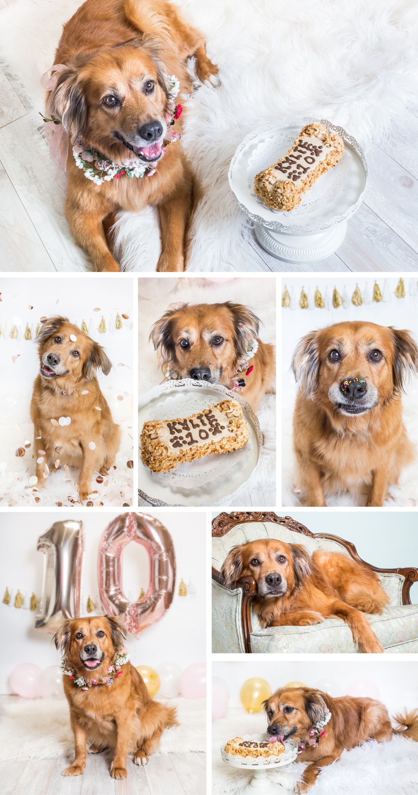 Golden retriever dog celebrates 10th birthday with decorated cake and flower crown.