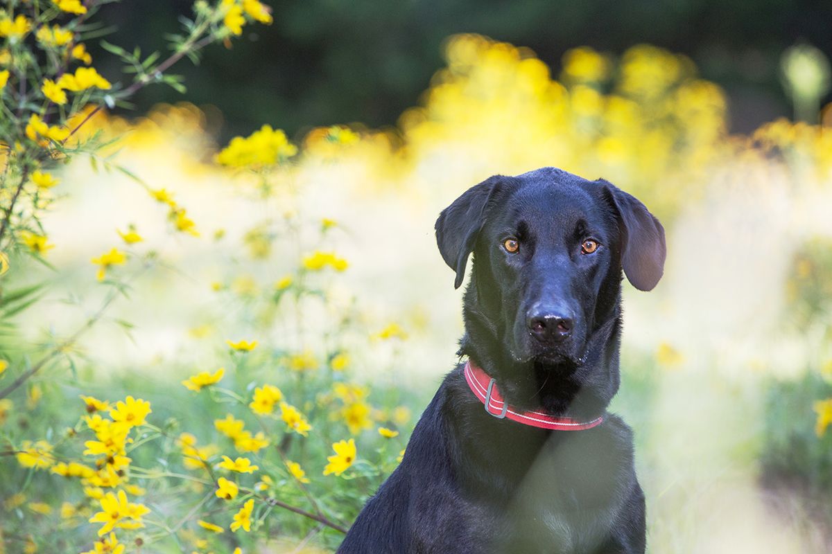 Black dog with pink collar poses in front of yellow wildflowers on a sunny day.