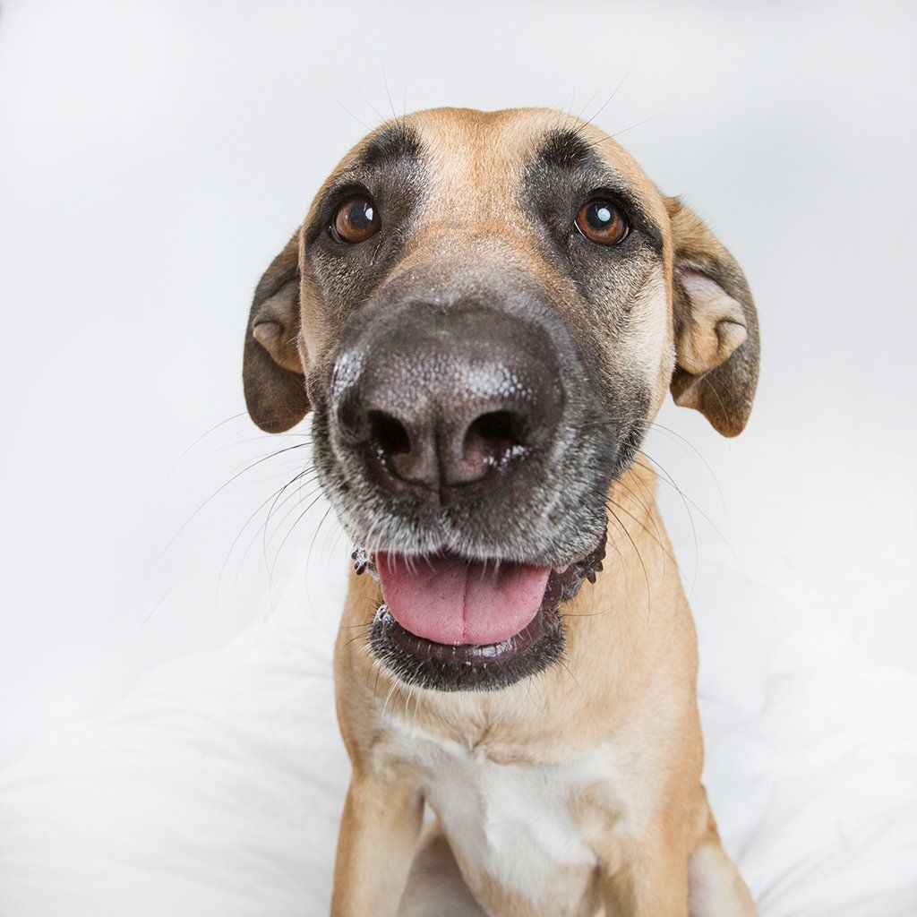 Close-up portrait of a smiling tan dog with floppy ears against white background.