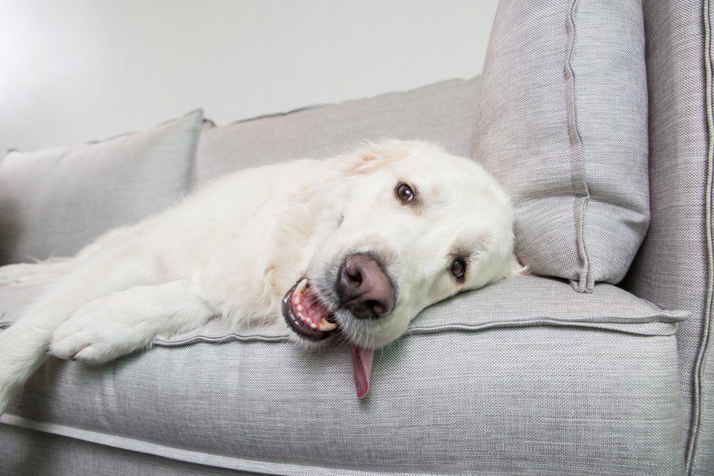 A white dog lying on a gray couch with tongue sticking out playfully.