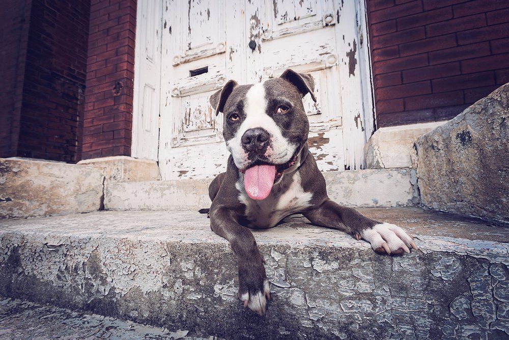 Smiling pitbull dog sitting on concrete steps next to white vintage door.