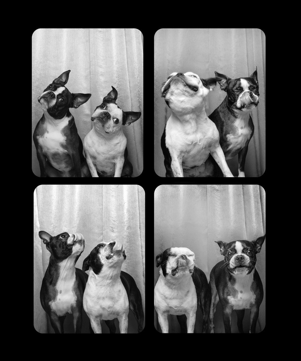 Series of black and white photo booth style shots showing two Boston Terriers posing together with playful expressions.