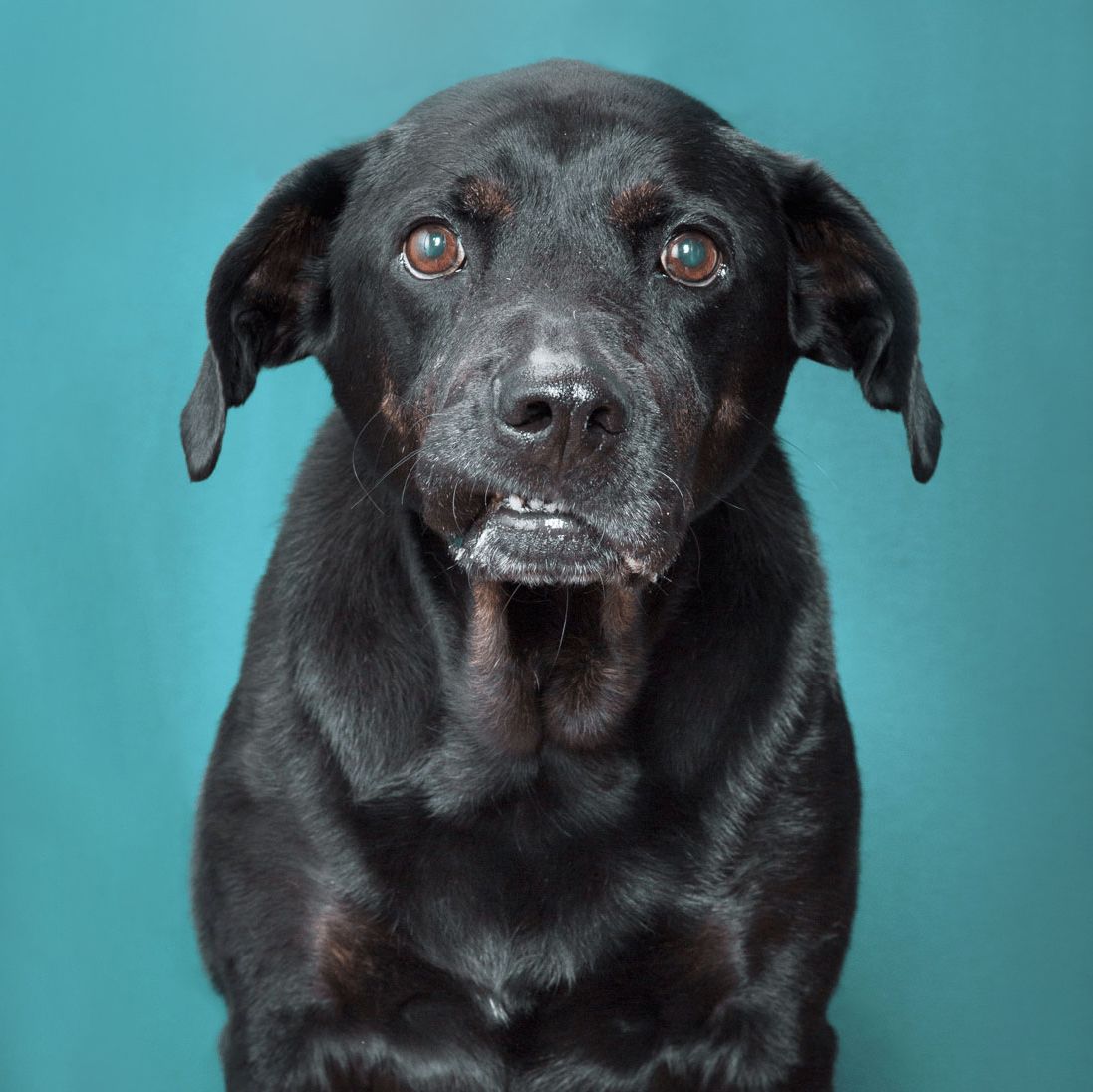 Black Labrador mix dog poses for multiple expressive portraits against turquoise background.