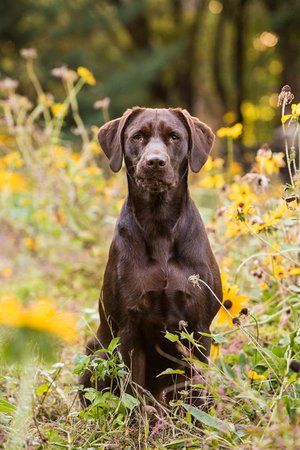 Chocolate Labrador sitting alertly among yellow wildflowers in natural setting.