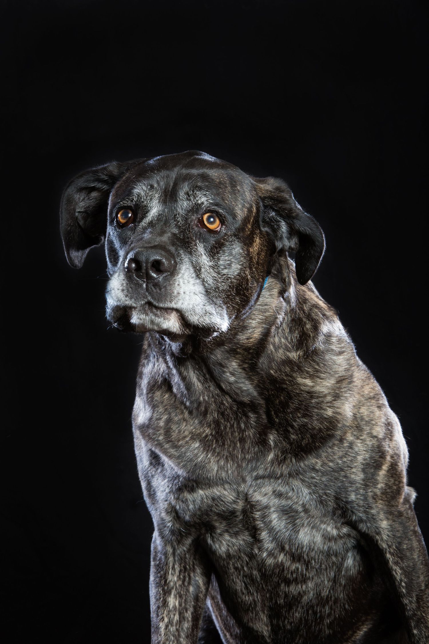 Profile view series of a senior black dog showing distinguished grey muzzle against dark backdrop.