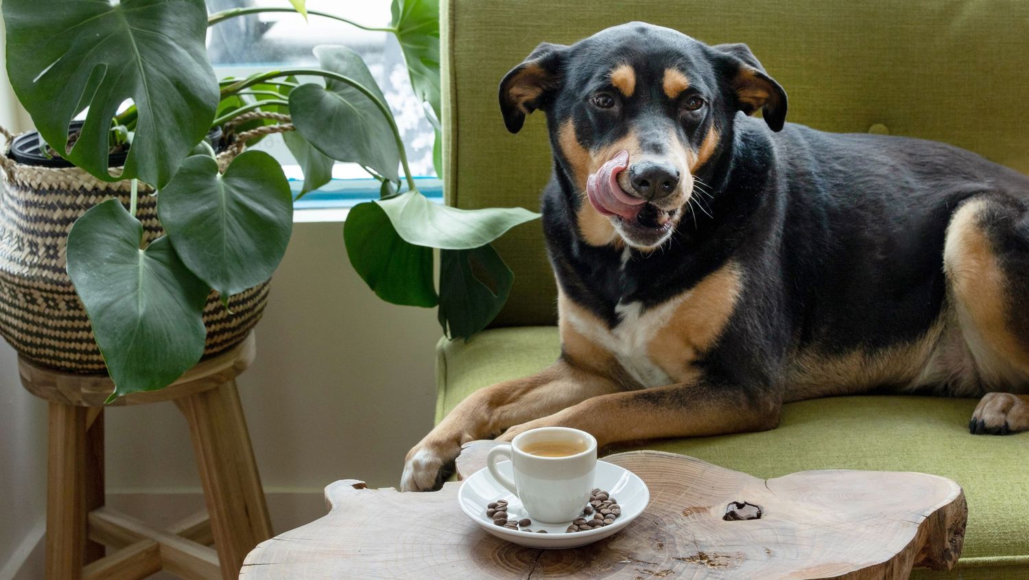 A black and tan dog lies on a wooden table next to a coffee cup and green potted plant.