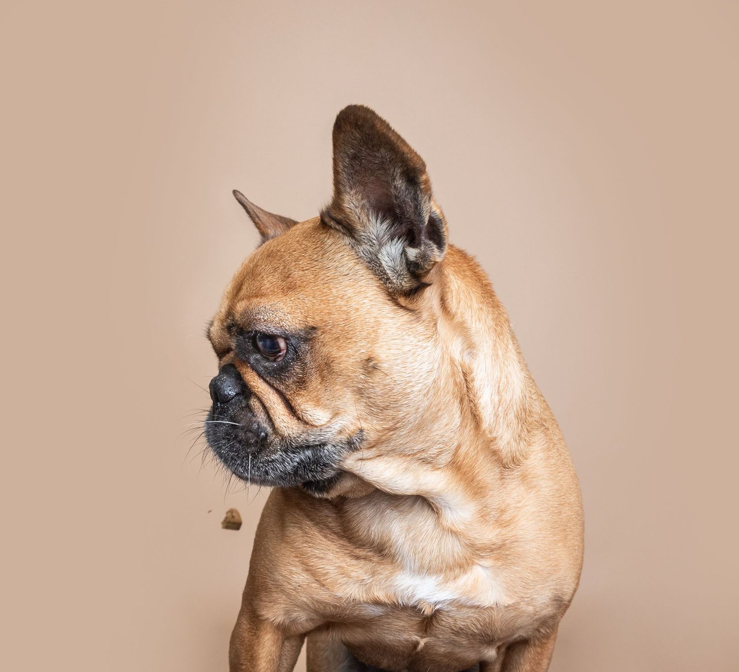 A fawn French Bulldog with large ears poses against a beige background, looking sideways with a serious expression.