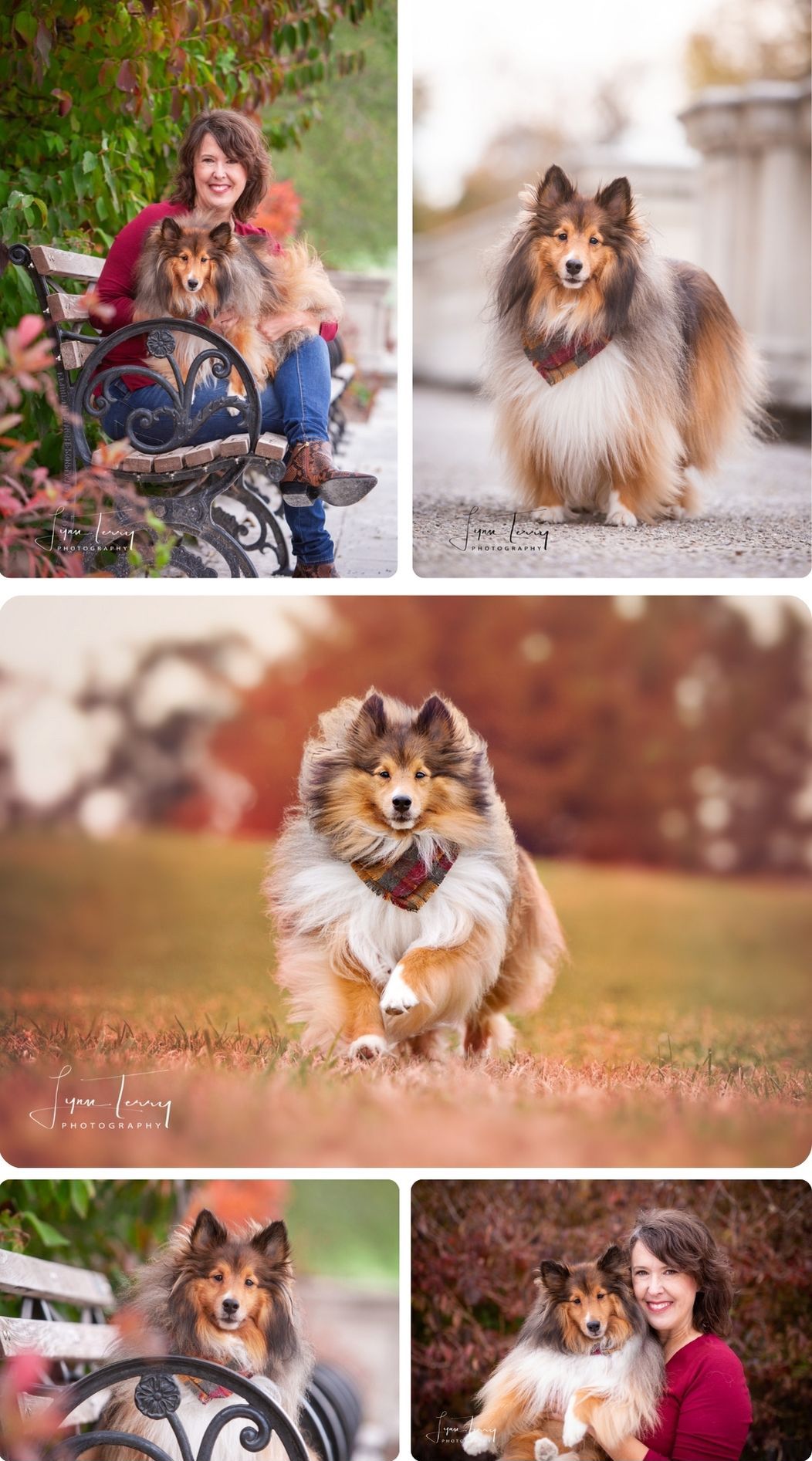 Portrait series of a Shetland Sheepdog with beautiful fur coat in autumn setting.