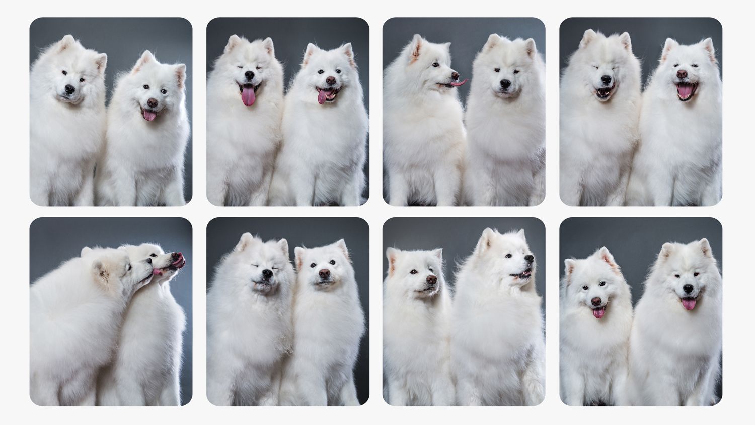 Grid of photos showing playful white Samoyed dogs posing together against dark background.