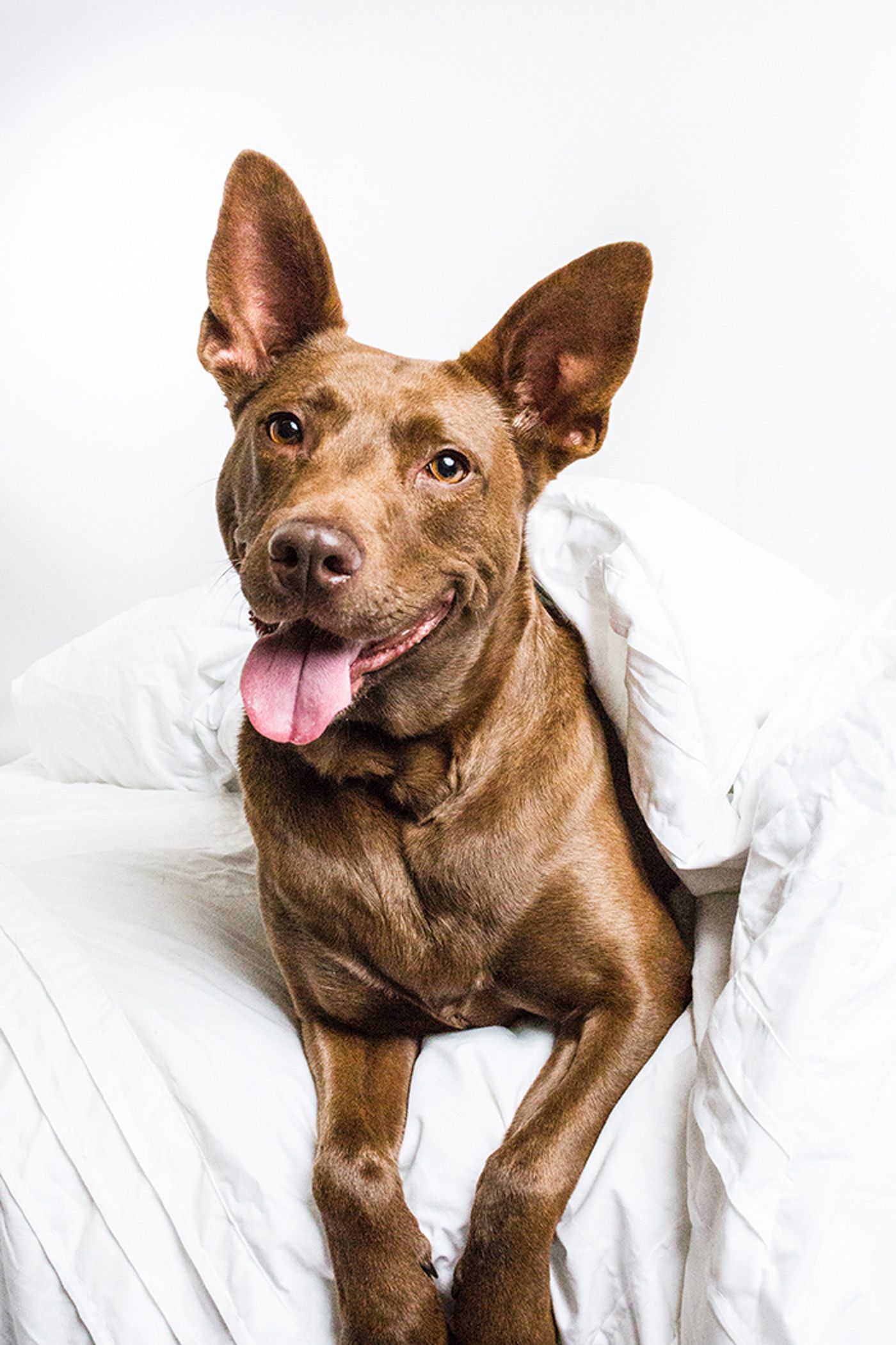 Brown pit bull mix dog playing with white sheets in a bright studio setting.