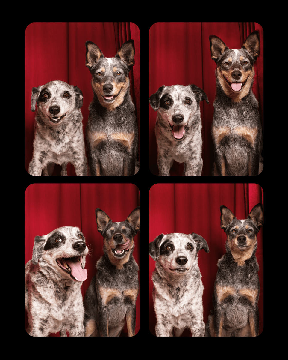 Two spotted dogs posing together in photo booth style frames against red background.