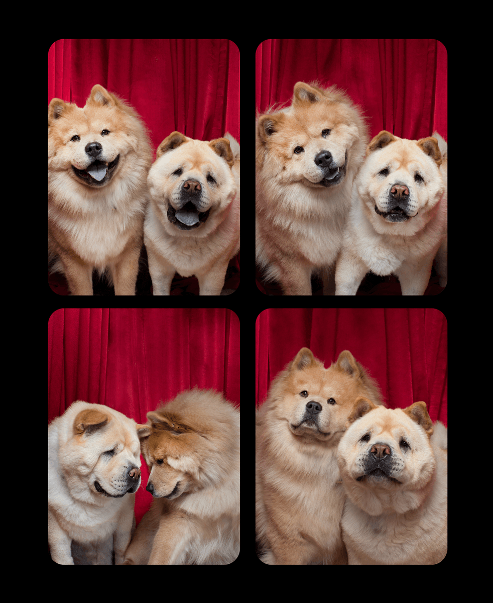 Two fluffy Chow Chows pose together in various playful shots against a red curtain background.
