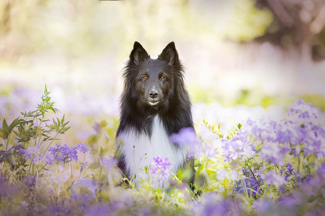 Black and white Border Collie sitting among purple wildflowers in spring.