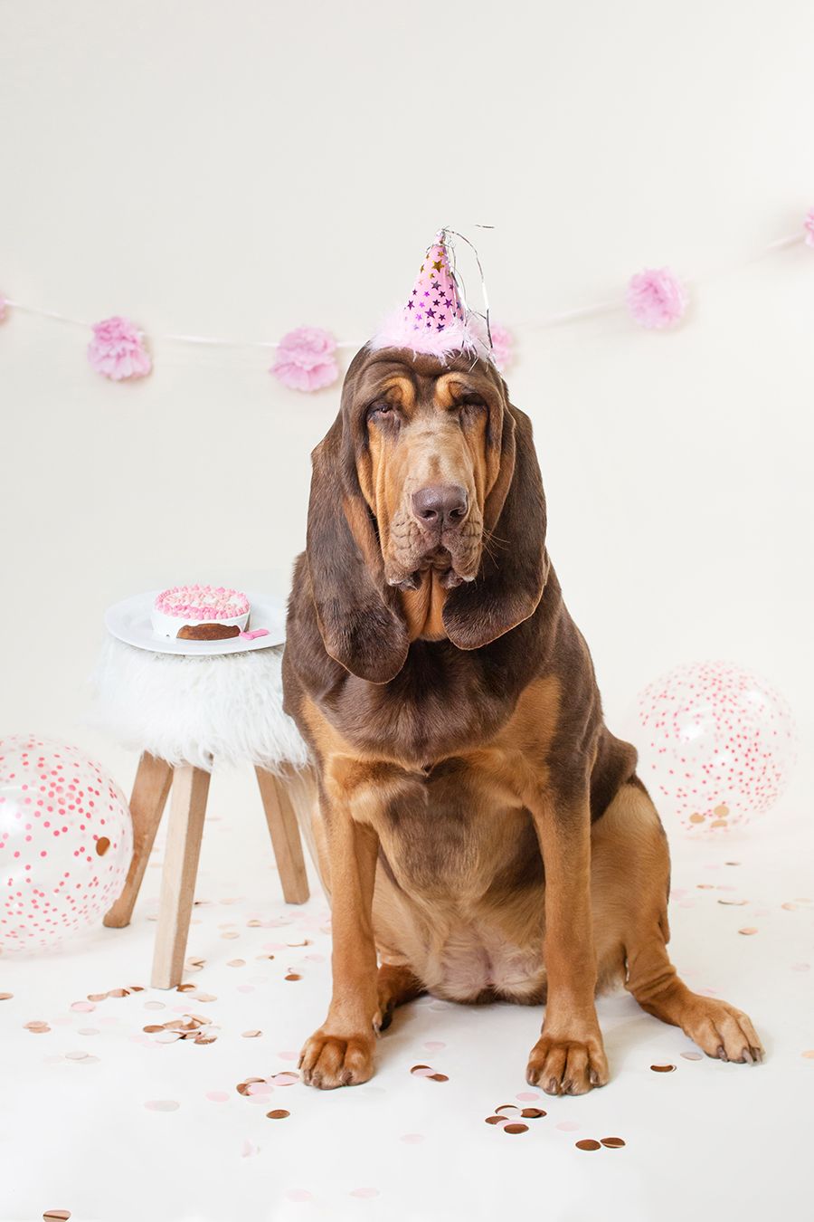 Bloodhound wearing a party hat sitting next to birthday cake with pink decorations.