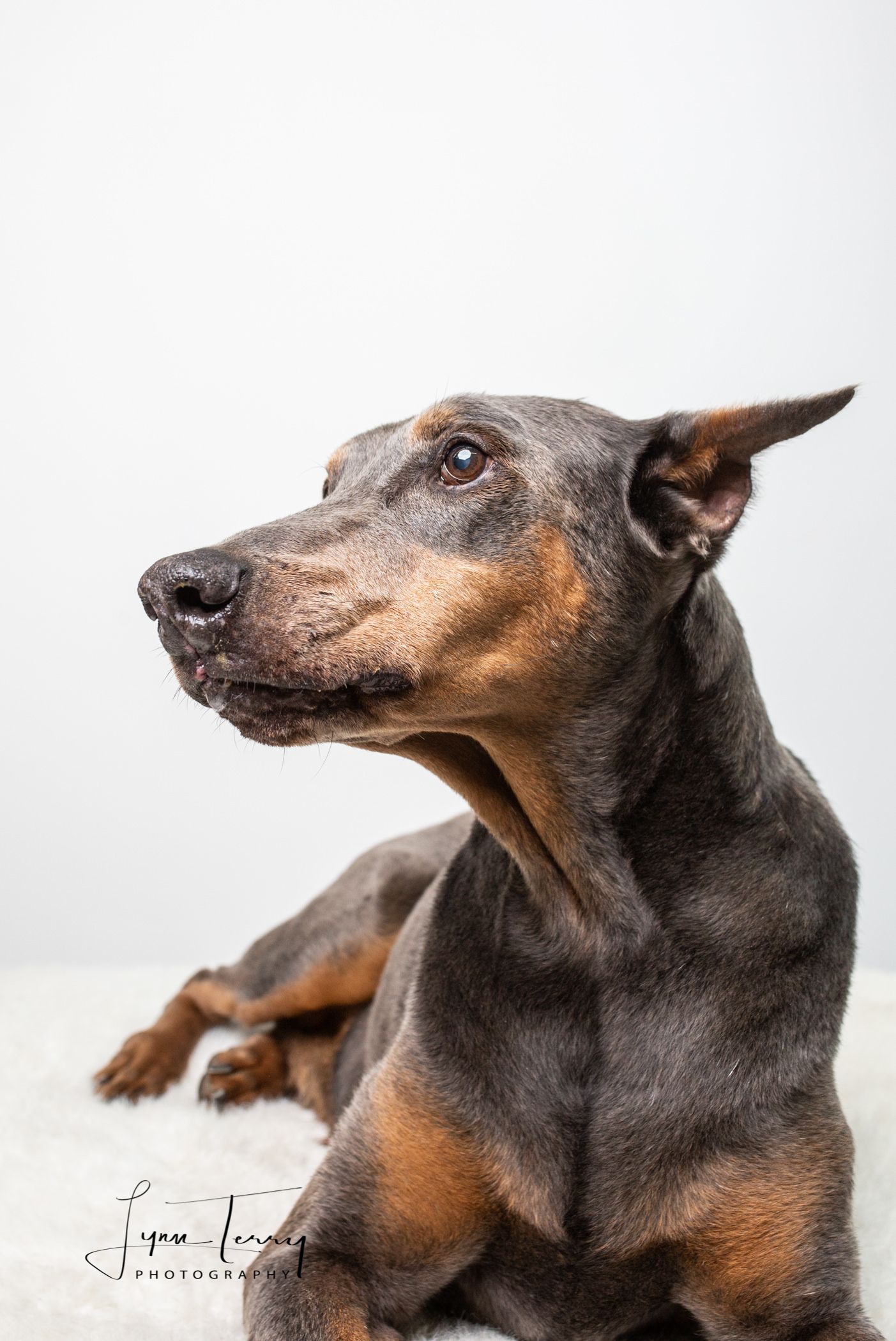 Profile portrait of a doberman dog with alert expression against white background.