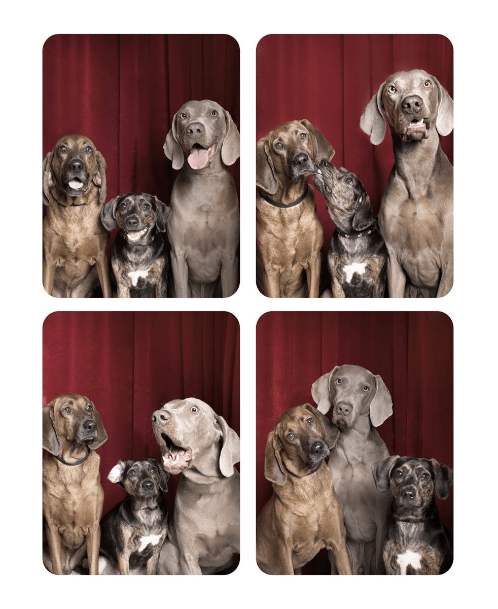 Four photo booth shots of mixed breed dogs of various sizes posing together against a burgundy backdrop.