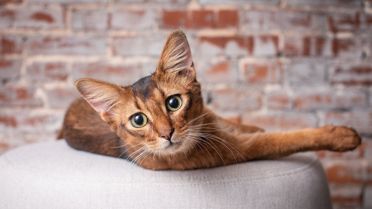 Ginger cat with alert expression lounging on cushion in front of brick wall.
