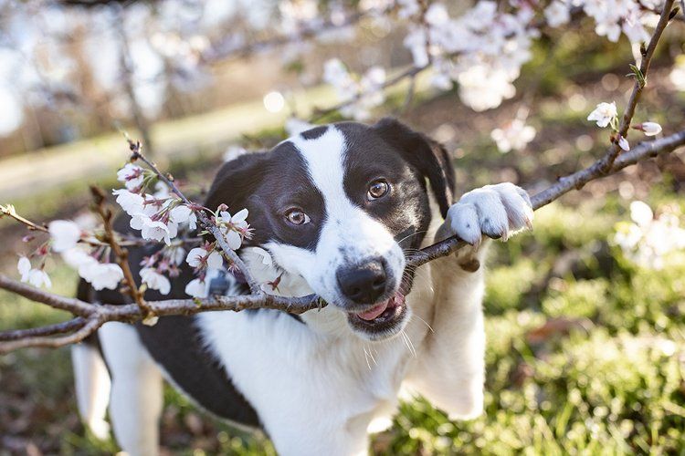 Border collie playfully biting cherry blossom branch in spring garden.