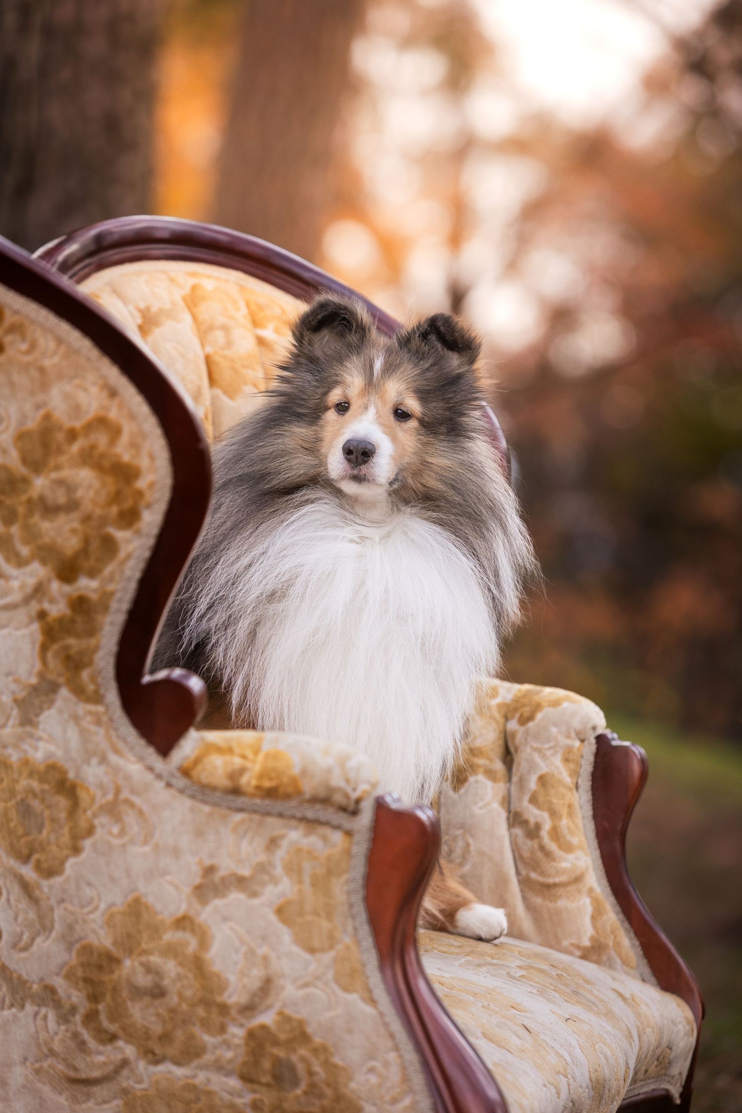 A fluffy Shetland Sheepdog sits regally on a vintage gold floral armchair outdoors in warm autumn light.