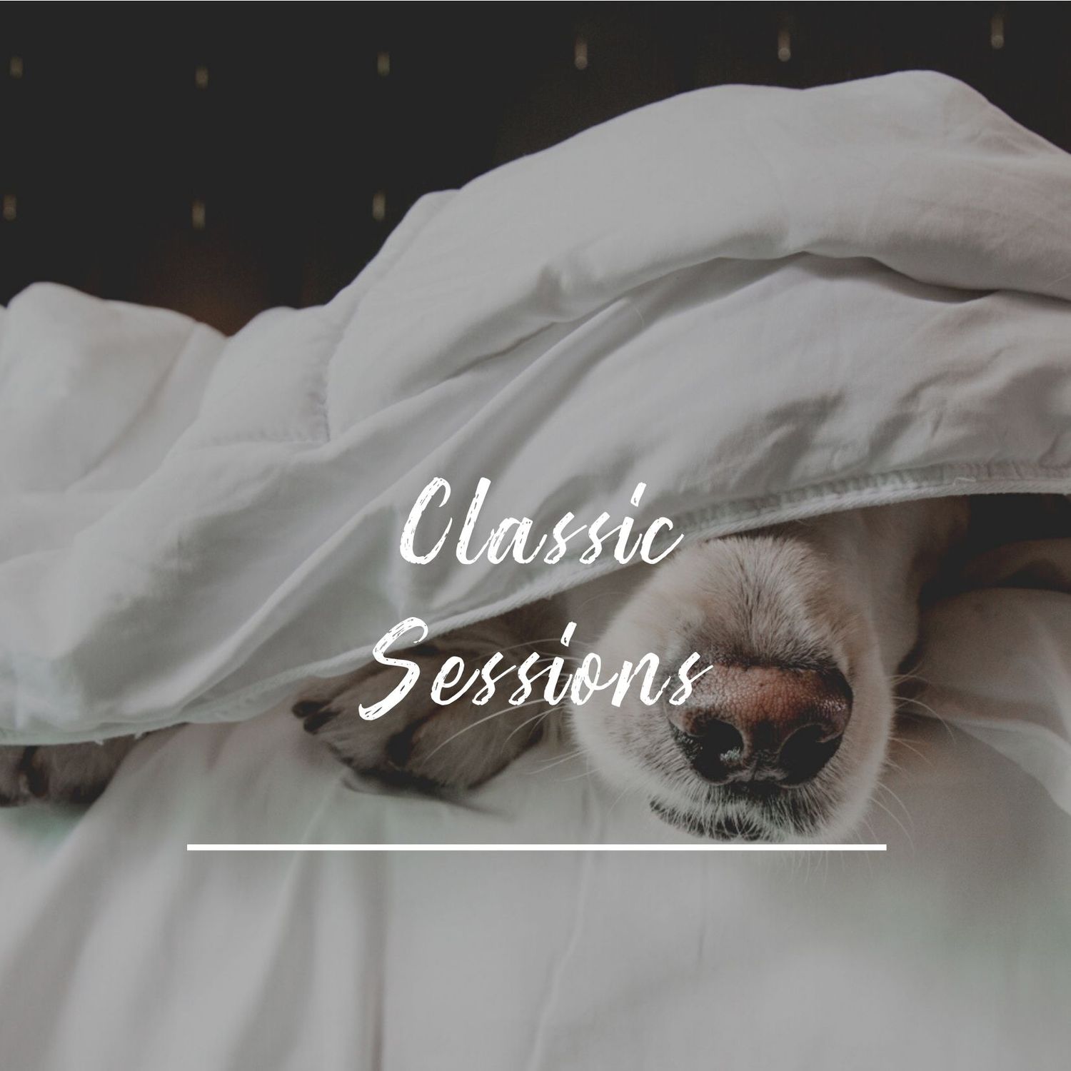 A close-up of a dog peeking out from under white bedsheets in artistic photography.