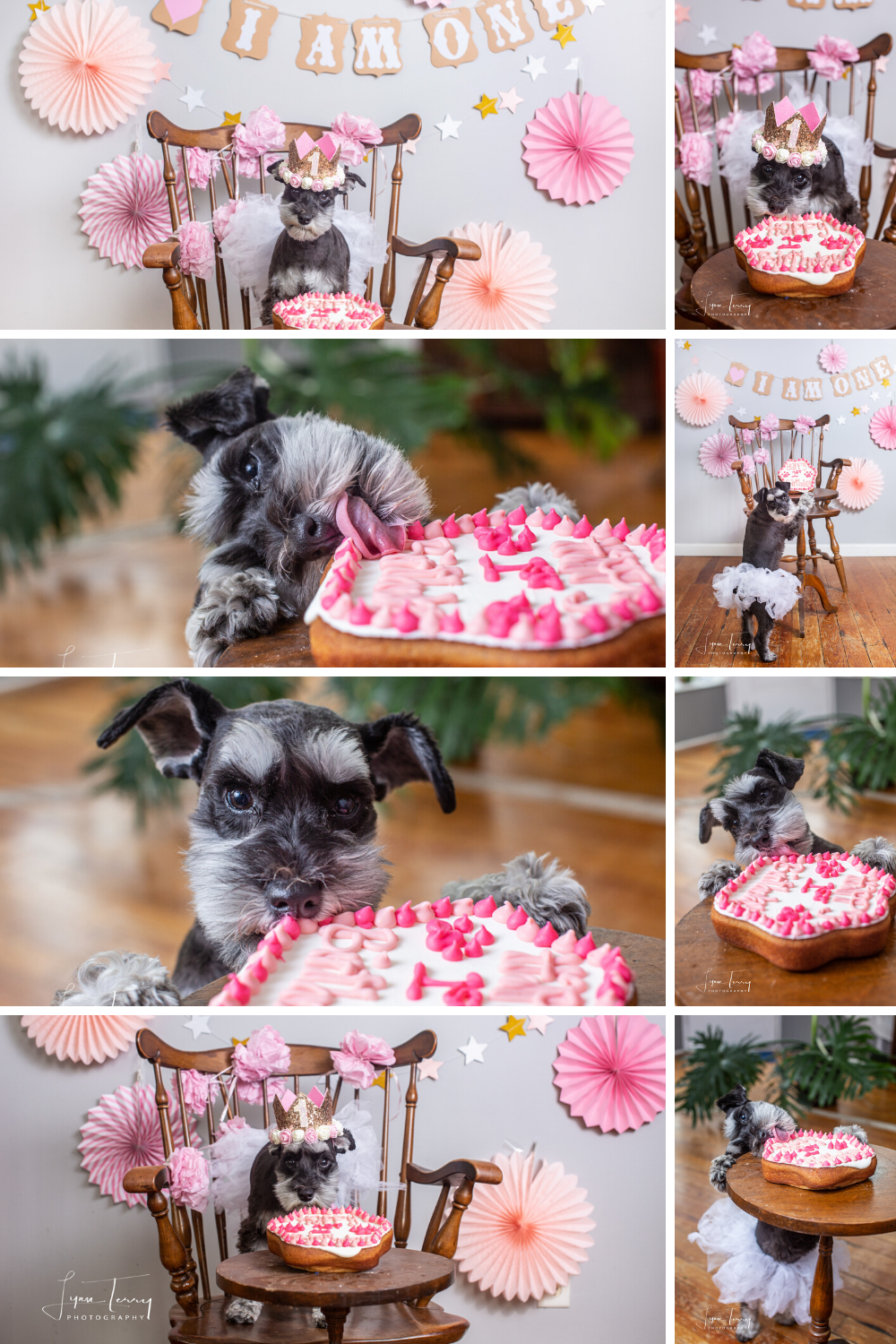 Dog birthday celebration with pink decorations and a special cake on a miniature wooden chair.