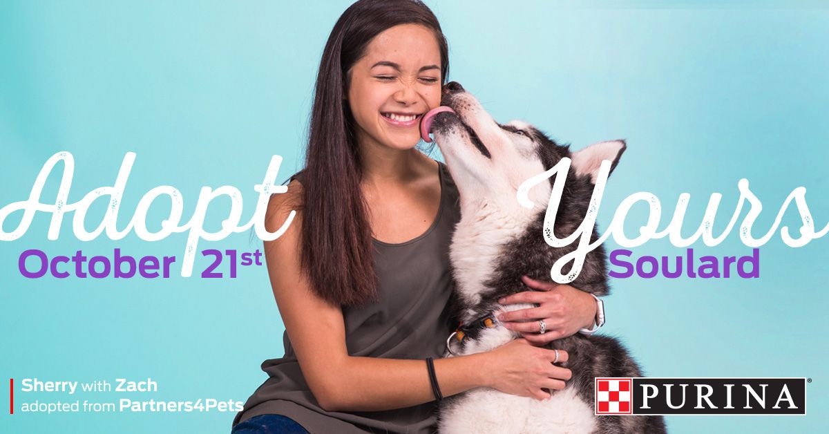 Woman cuddling with grey cat in Soulard adoption event promotional image.