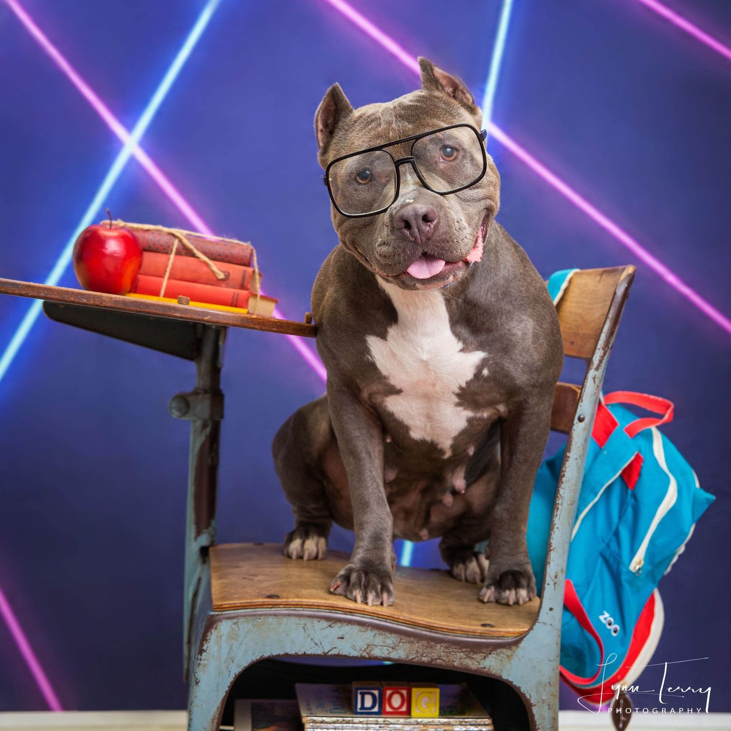 Pit bull wearing glasses poses with books and colorful neon lighting effects in a series of stylish study photos.