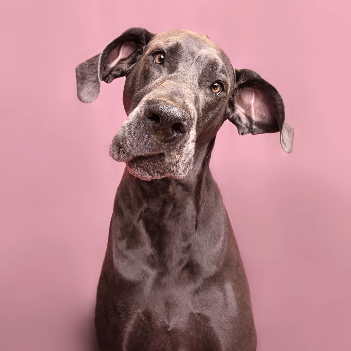 Close-up portrait of a Great Dane dog with floppy ears against pink background.